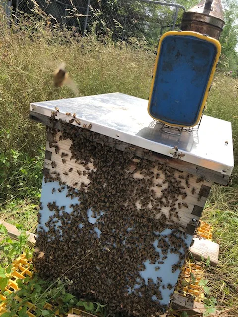 Keith's Bee Service in San Antonio, TX — business photo 6