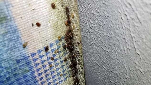 TBM Pest Control Specialists — pest control in North Richland Hills, TARRANT County, TX