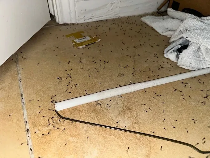 Garcia Brothers Pest Control LLC in Conroe, TX — business photo 2