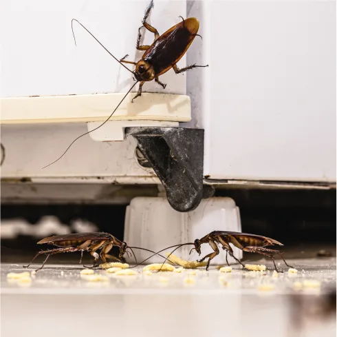 Solve Pest Pros in Tomball, TX — business photo 5