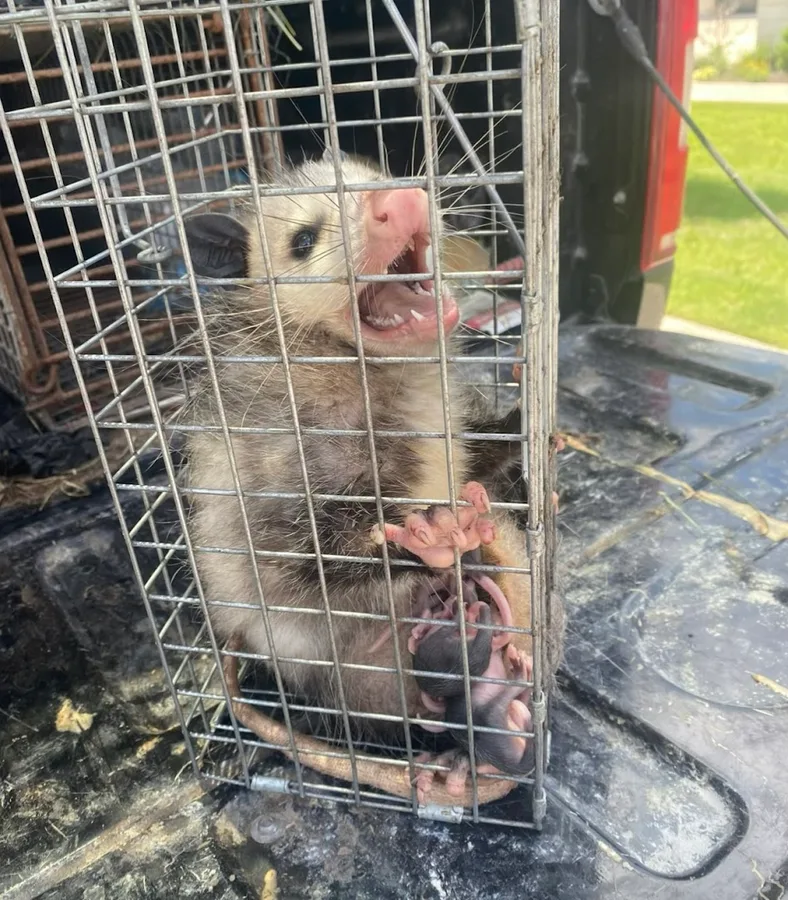 D&I Pest Control - 10+ Years Experience — pest control in New Braunfels, COMAL County, TX