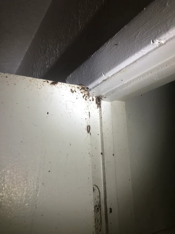 RDZ Pest Control — pest control in Brownsville, CAMERON County, TX