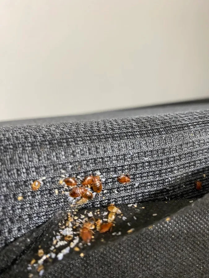 RDZ Pest Control in Brownsville, TX — business photo 2