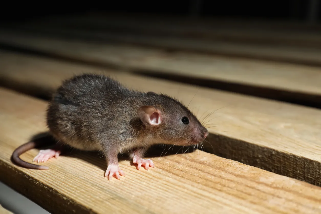 Gann's Pest Control and Termite Control in Fort Worth, TX — business photo 6