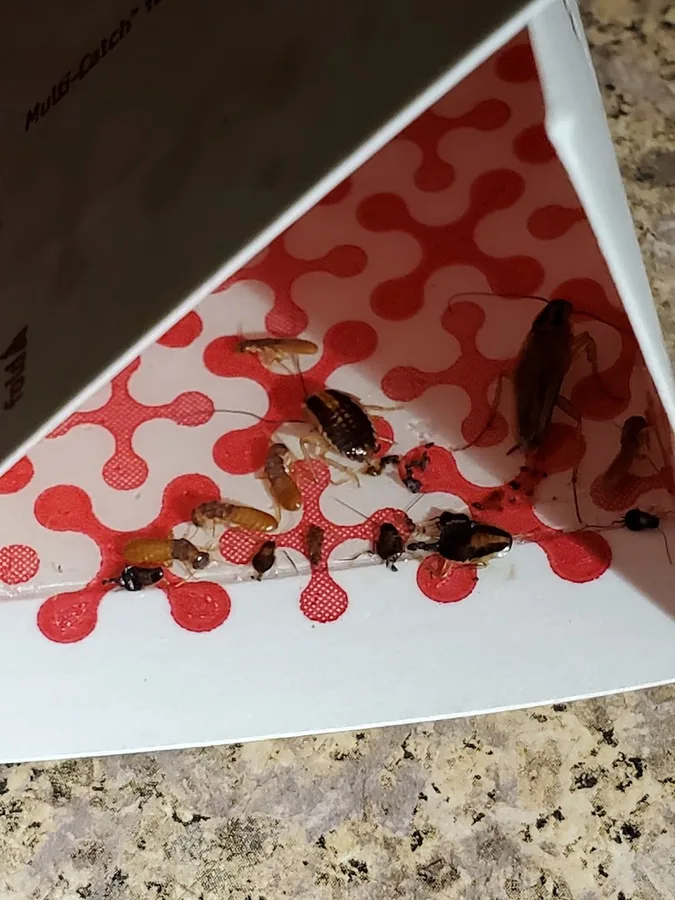 GetThem Pest Control in Houston, TX — business photo 4