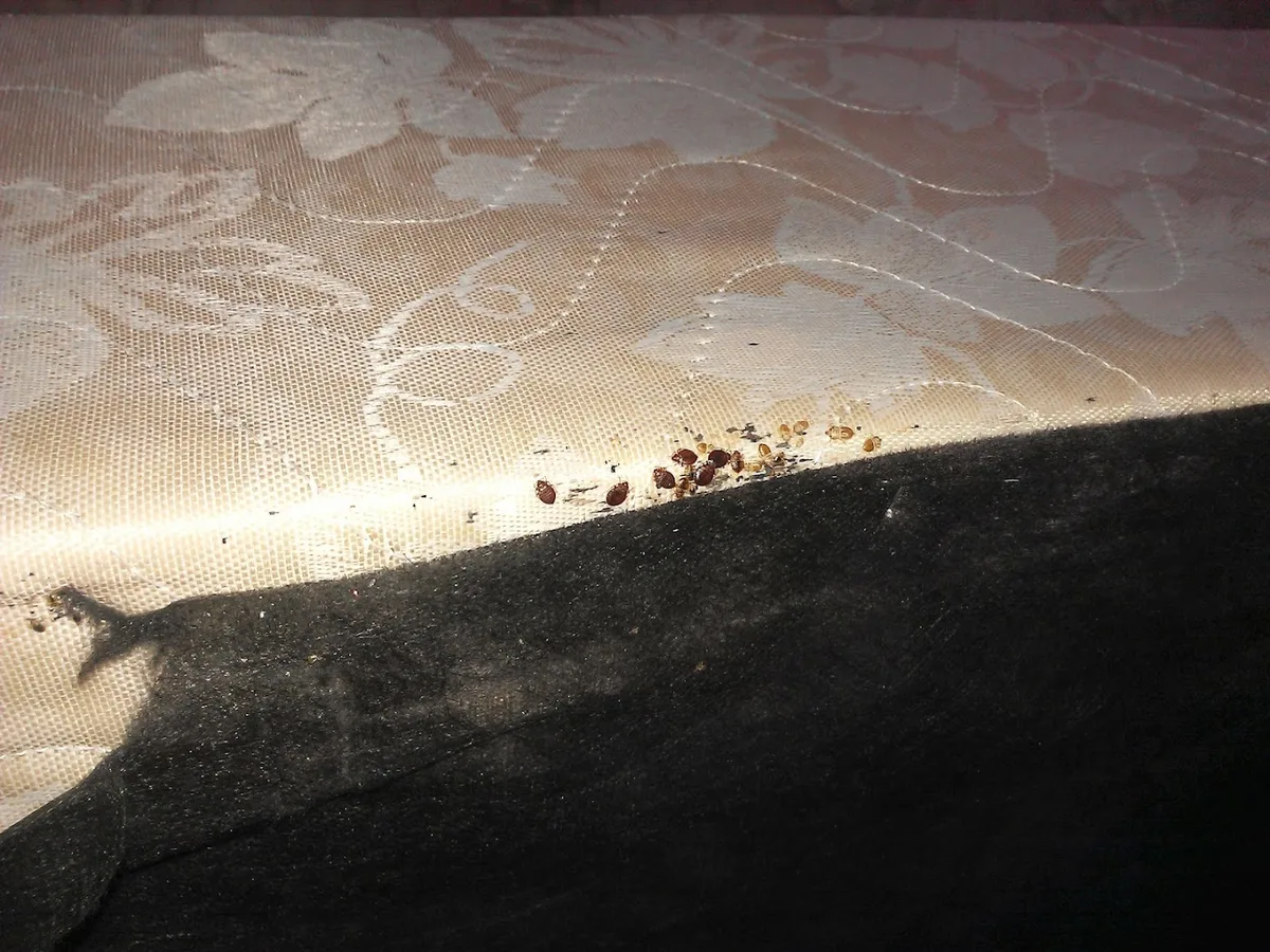 Samson Pest and Termite Services in Houston, TX — business photo 2