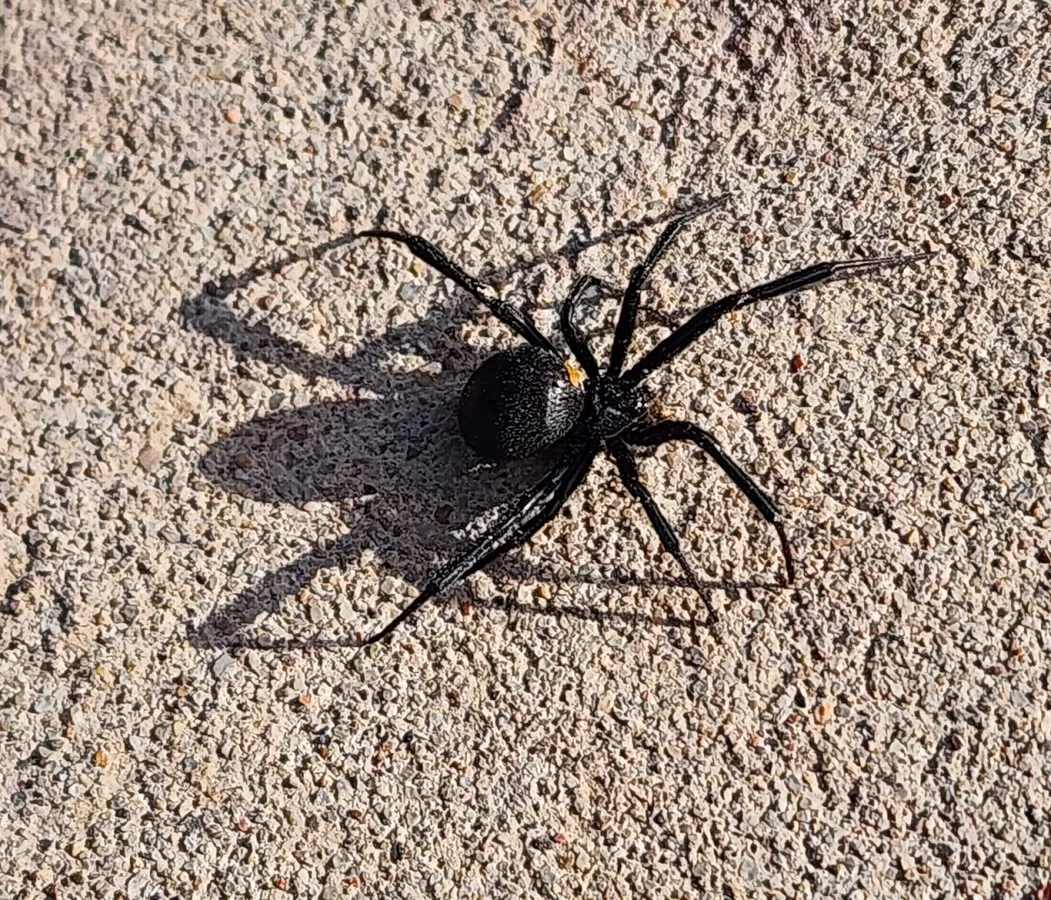 Apex Pest and Weed Control — pest control in El Paso, EL PASO County, TX
