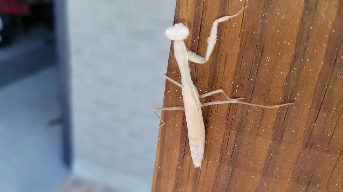 Apex Pest and Weed Control in El Paso, TX — business photo 2