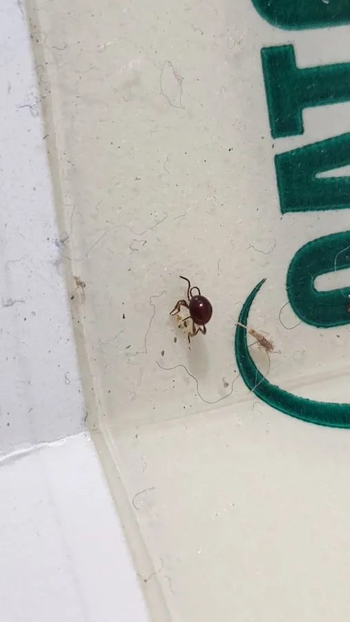 Apex Pest and Weed Control in El Paso, TX — business photo 3