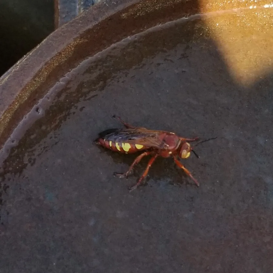 Apex Pest and Weed Control in El Paso, TX — business photo 4