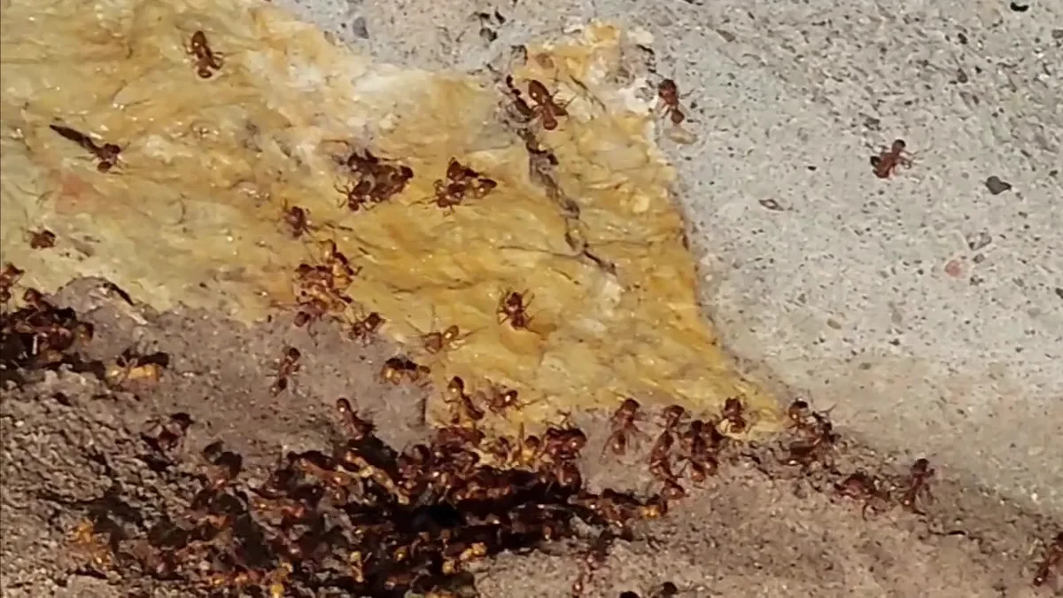 Apex Pest and Weed Control in El Paso, TX — business photo 6