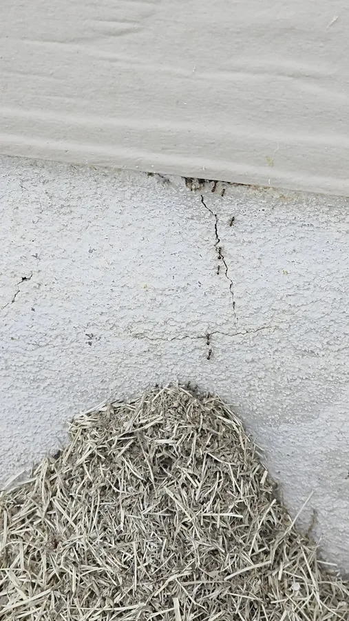 Triple Threat Pest Control LLC — pest control in San Antonio, BEXAR County, TX