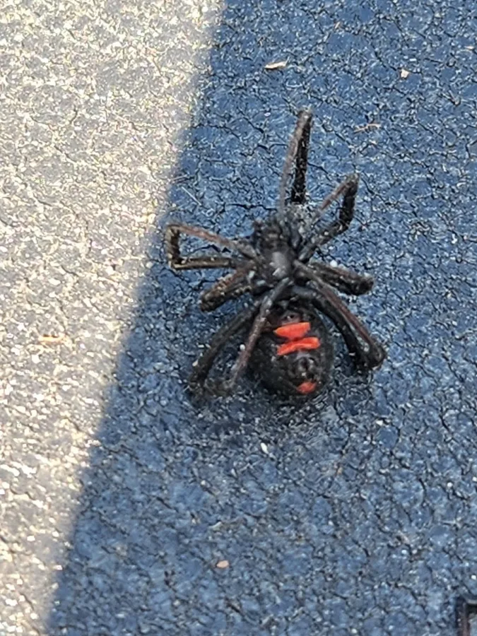 Triple Threat Pest Control LLC in San Antonio, TX — business photo 2