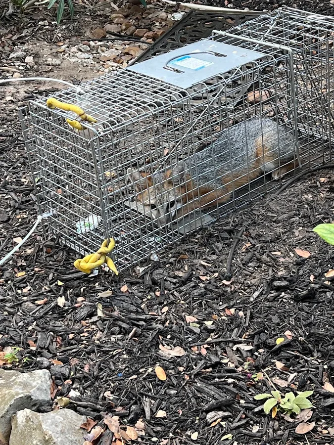 Triple Threat Pest Control LLC in San Antonio, TX — business photo 5