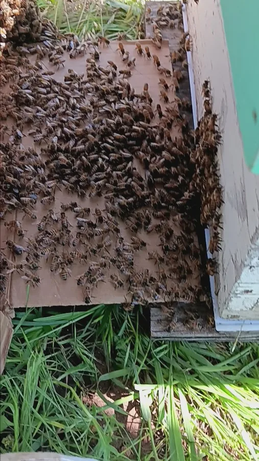 Axed Pest Control — pest control in Vernon, WILBARGER County, TX