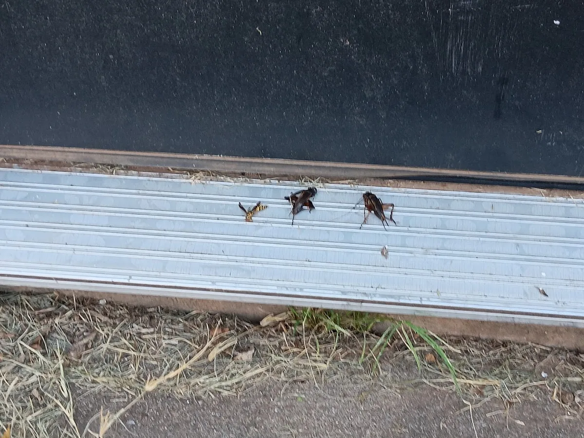 Axed Pest Control in Vernon, TX — business photo 2