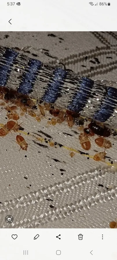 Axed Pest Control in Vernon, TX — business photo 5