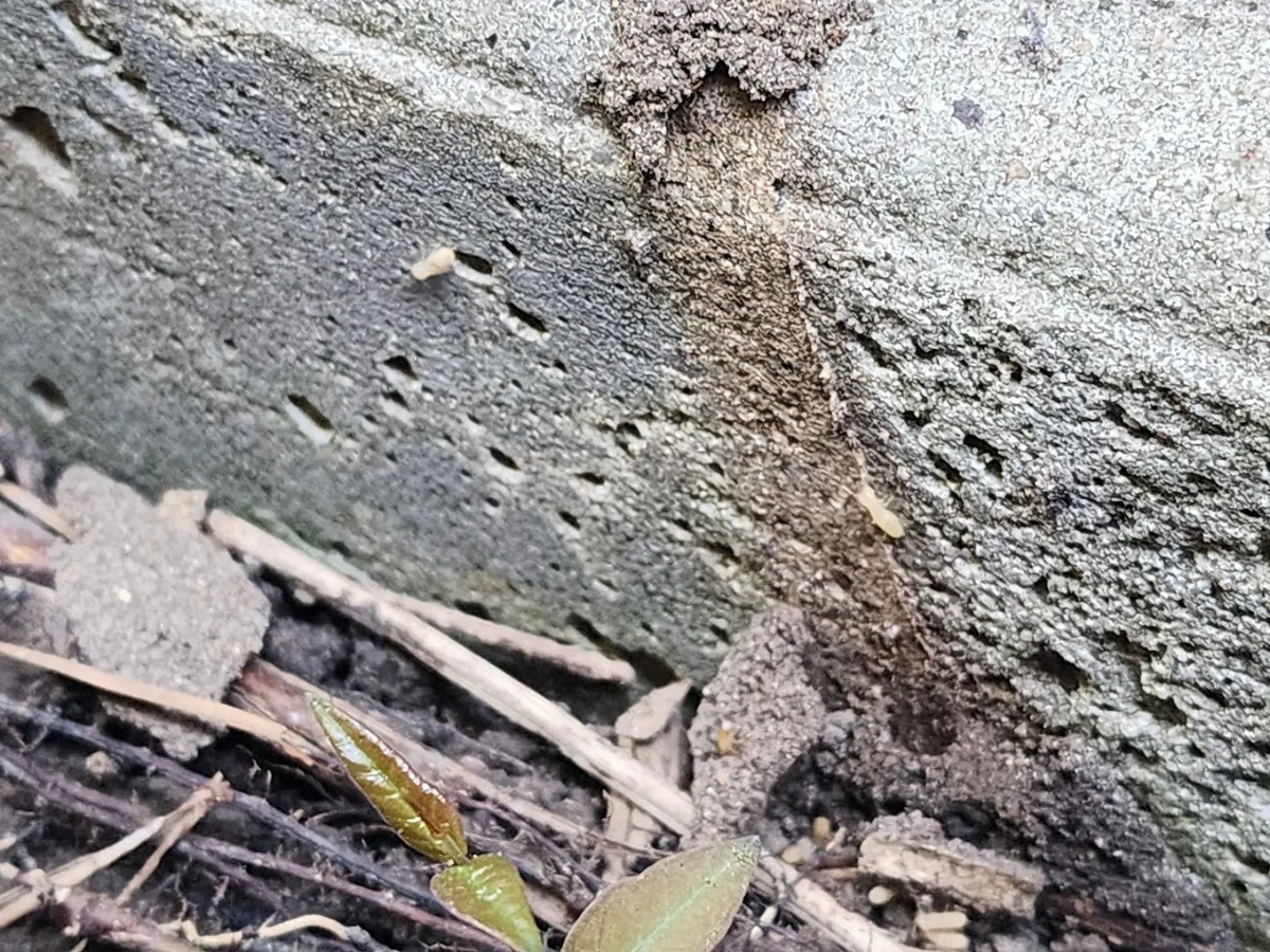 H&R Termite and Pest LLC — pest control in Rosharon, BRAZORIA County, TX