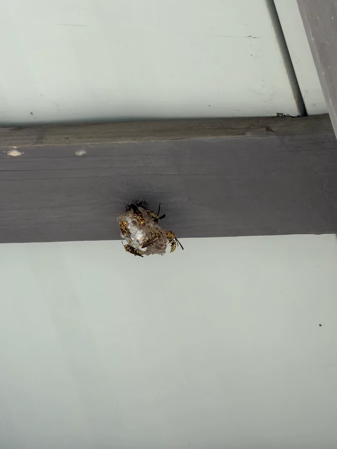 Surge Pest Control Leander in Leander, TX — business photo 4