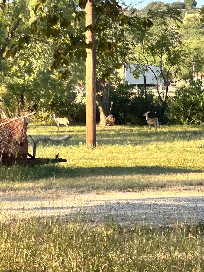 Westerlund's Pest Control — pest control in Castroville, MEDINA County, TX