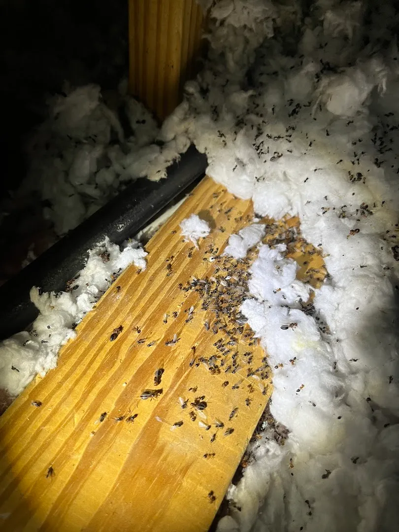Alliance Pest Solutions — pest control in Fort Worth, TARRANT County, TX