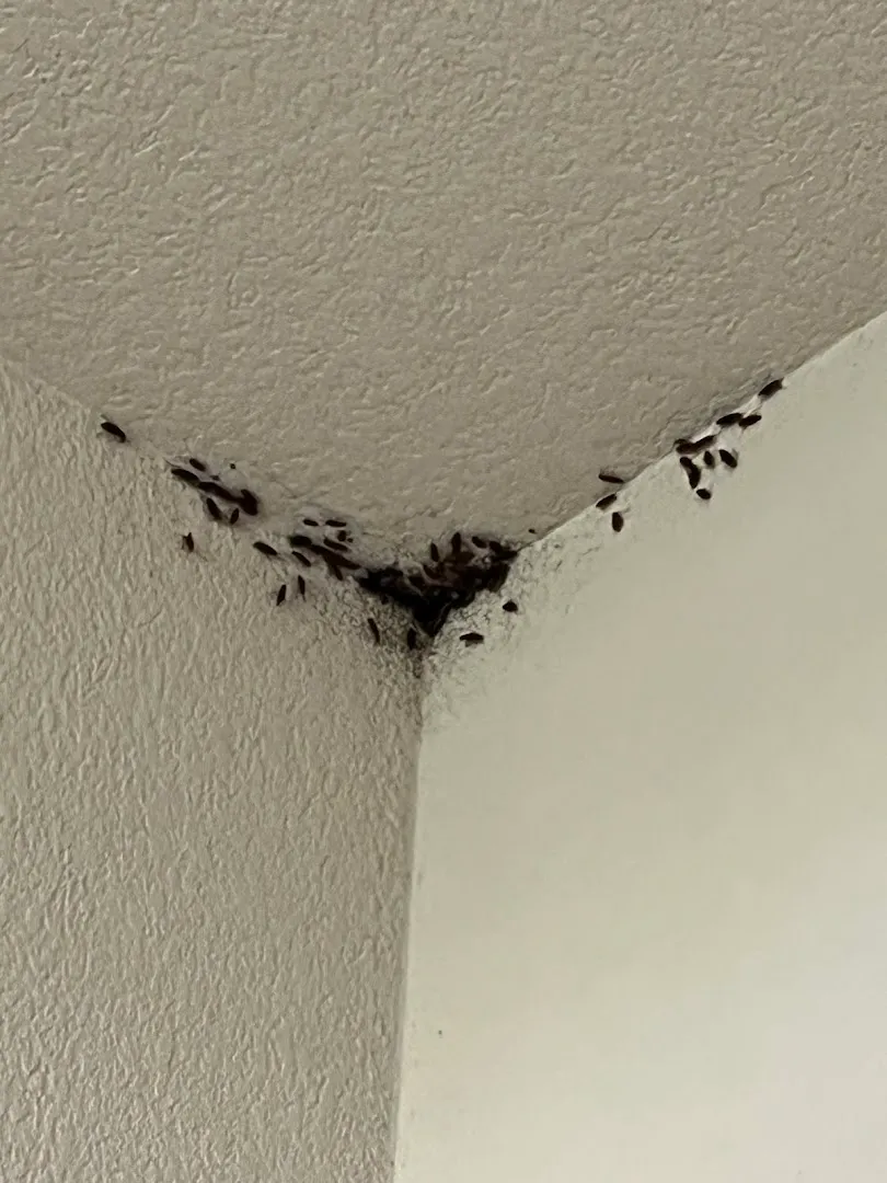Alliance Pest Solutions in Fort Worth, TX — business photo 5