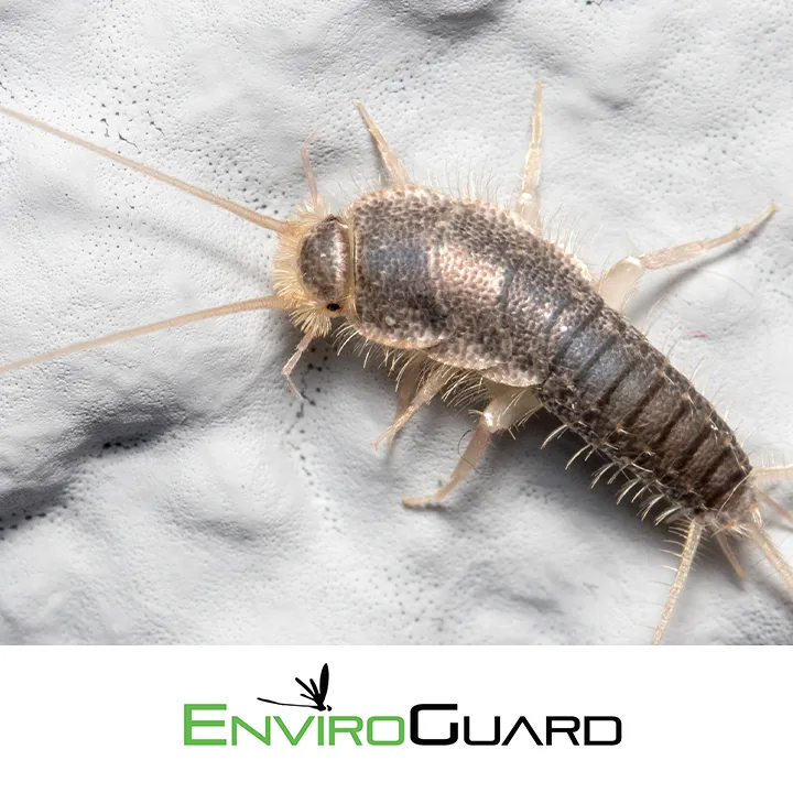 EnviroGuard Pest Control in Corpus Christi, TX — business photo 3