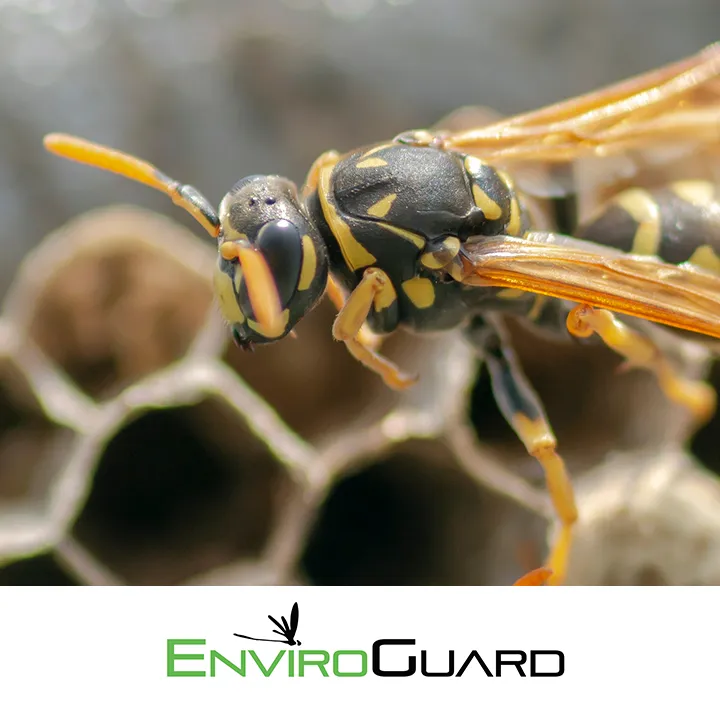 EnviroGuard Pest Control in Corpus Christi, TX — business photo 4