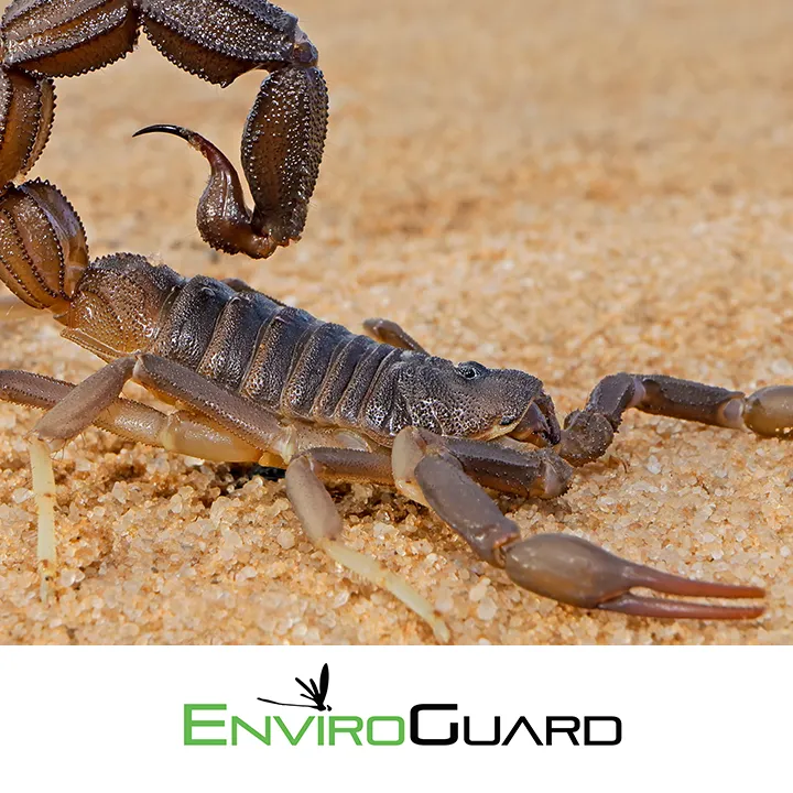 EnviroGuard Pest Control in Corpus Christi, TX — business photo 6