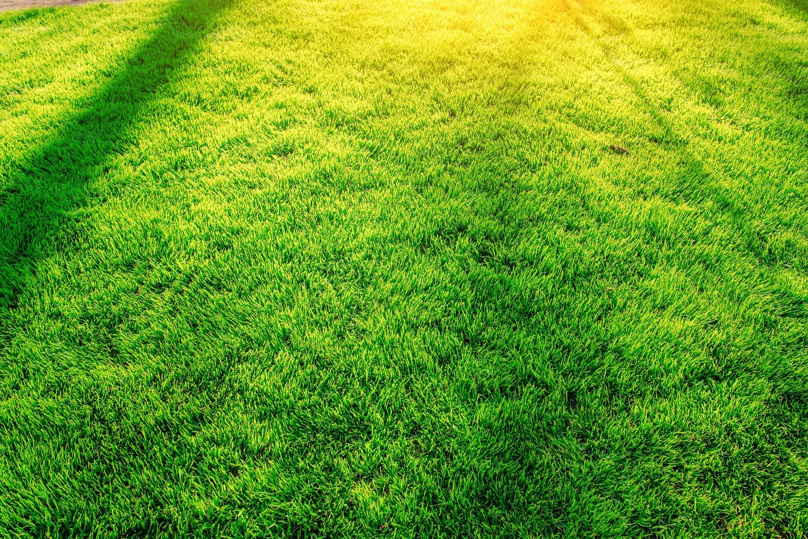 Top Turf Lawn Care and Pest Management in McKinney, TX — business photo 2