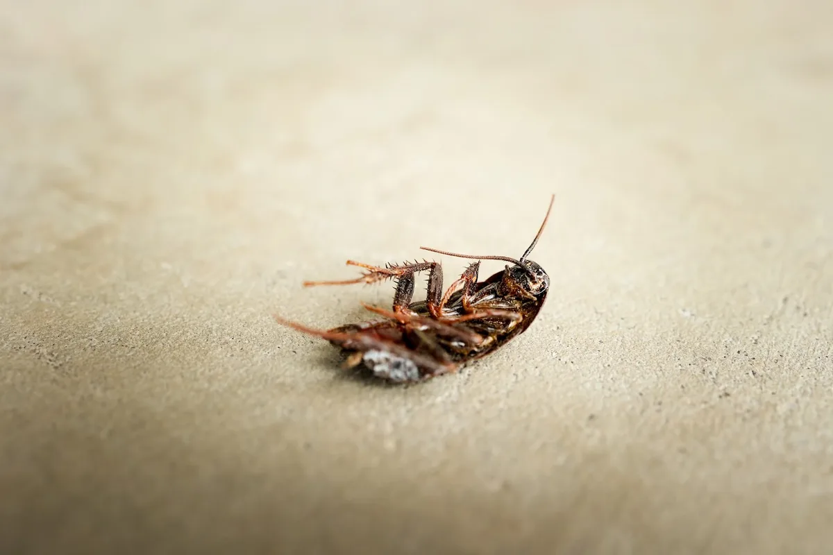 Hedgecoke Pest Control in Amarillo, TX — business photo 6