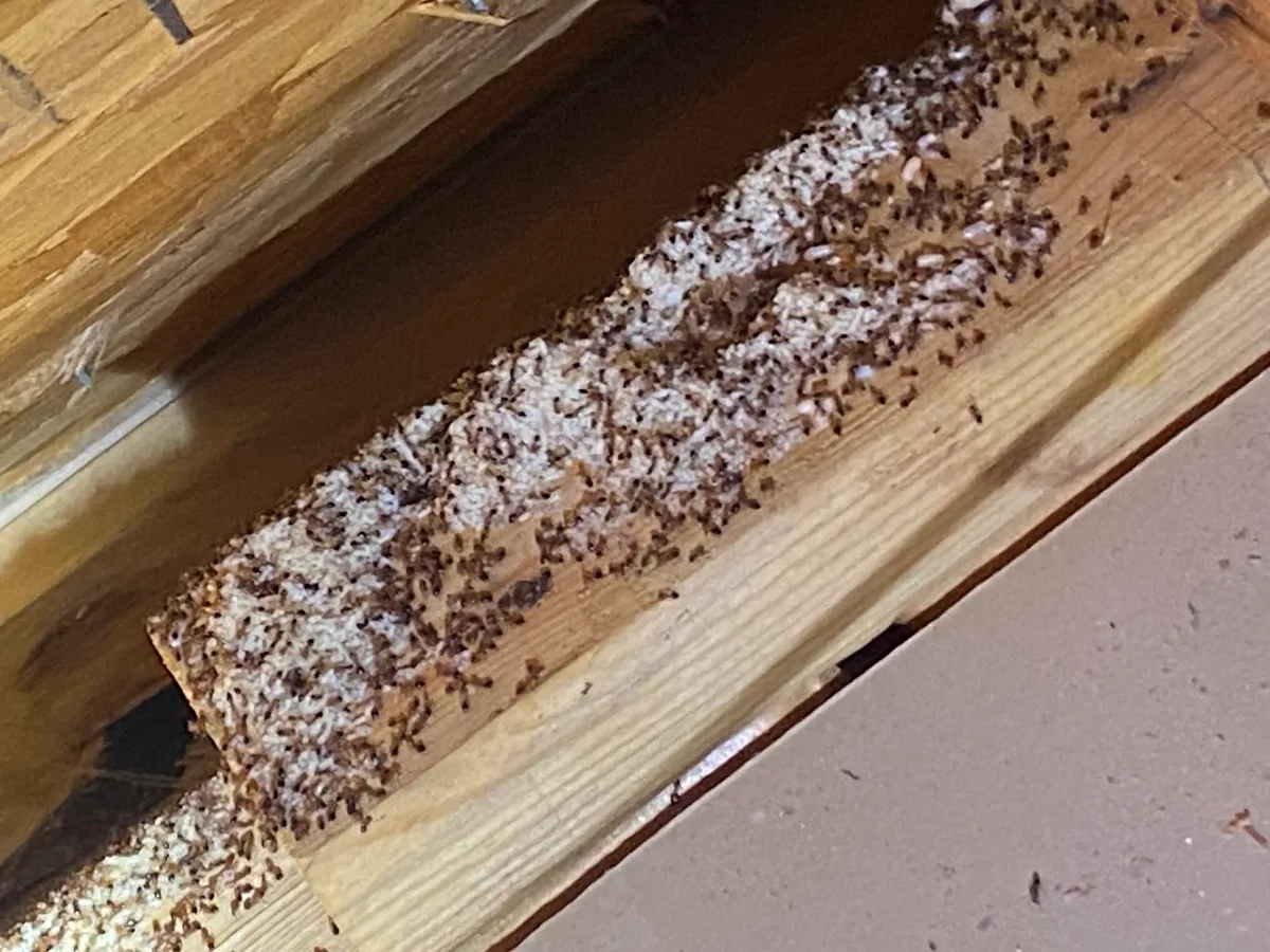 God's Country Pest Control — pest control in Godley, JOHNSON County, TX