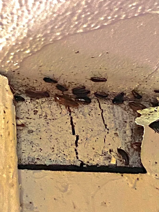 God's Country Pest Control in Godley, TX — business photo 2