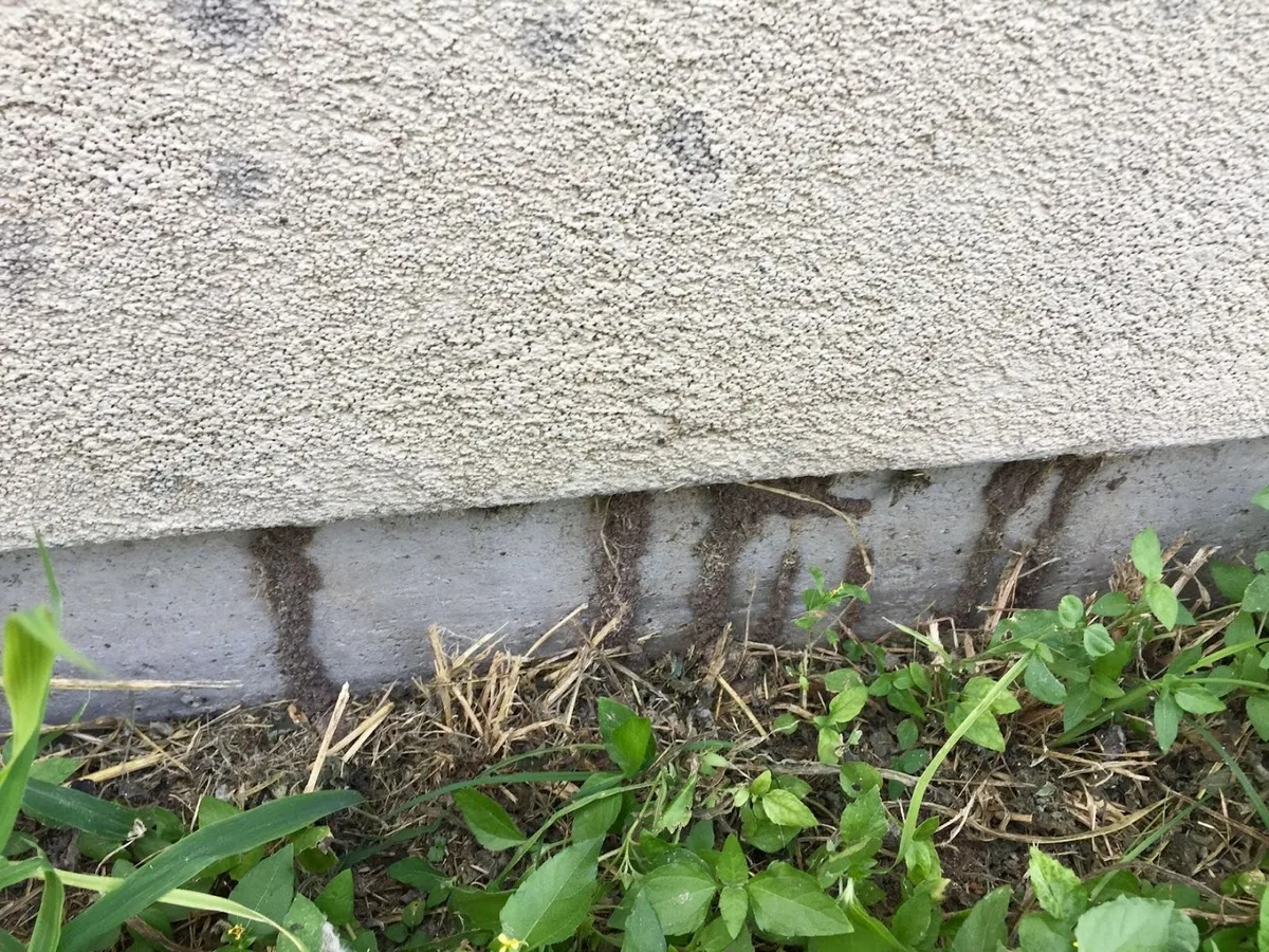 Sanfer Pest Control — pest control in McAllen, HIDALGO County, TX