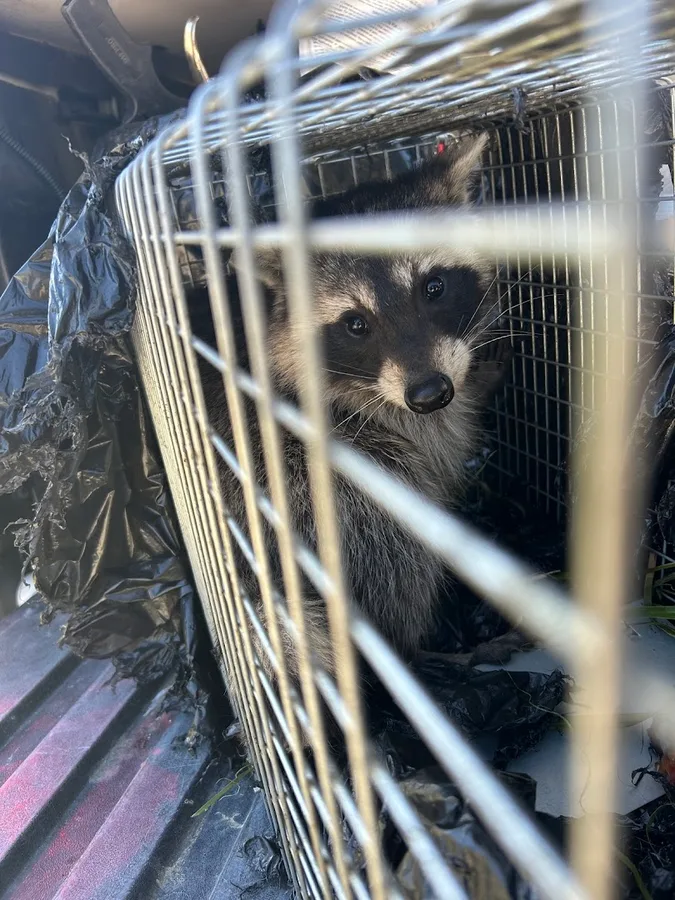 Austin Professional Wildlife Removal — pest control in Austin, TRAVIS County, TX