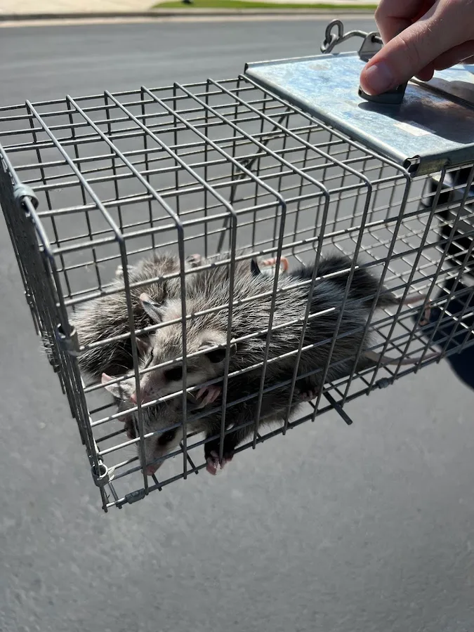 Austin Professional Wildlife Removal in Austin, TX — business photo 2