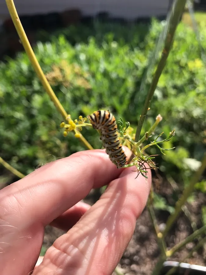 Austin Professional Wildlife Removal in Austin, TX — business photo 4