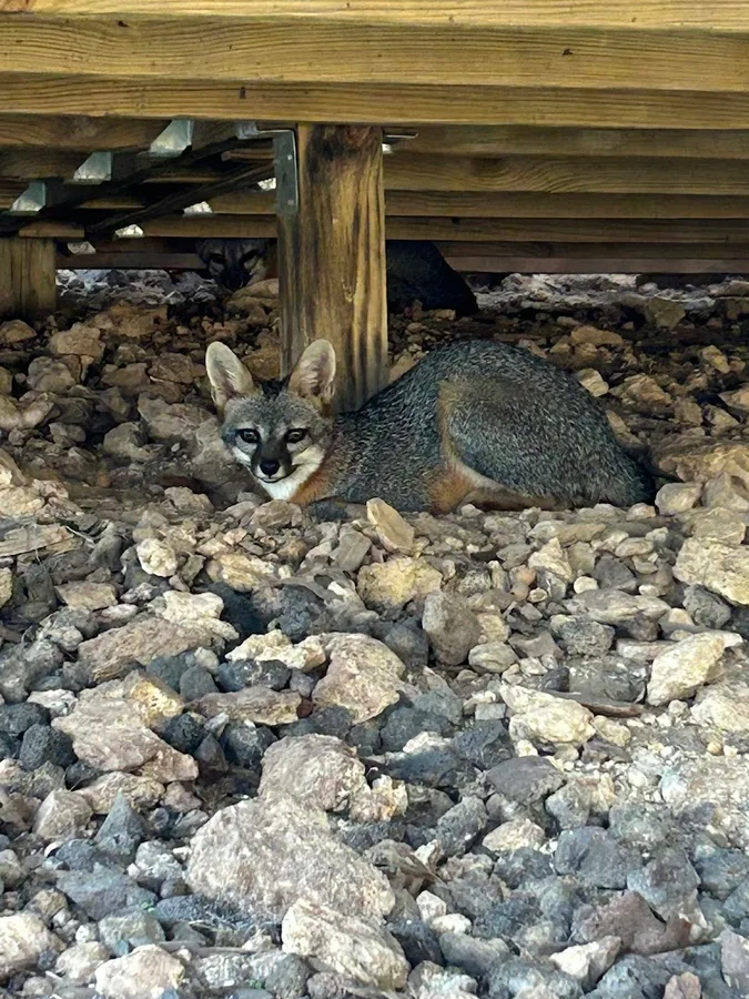 Austin Professional Wildlife Removal in Austin, TX — business photo 5