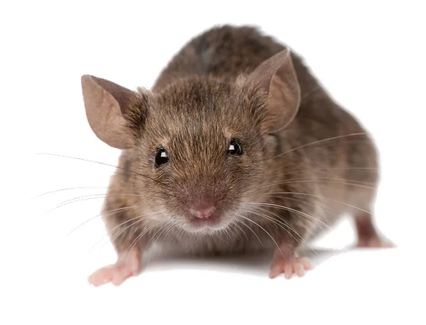Orta's Professional Pest Control, LLC in Ingleside, TX — business photo 3