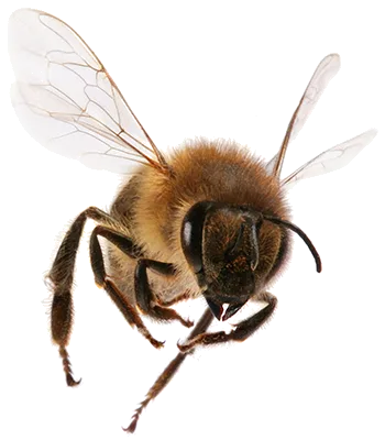 Orta's Professional Pest Control, LLC in Ingleside, TX — business photo 6