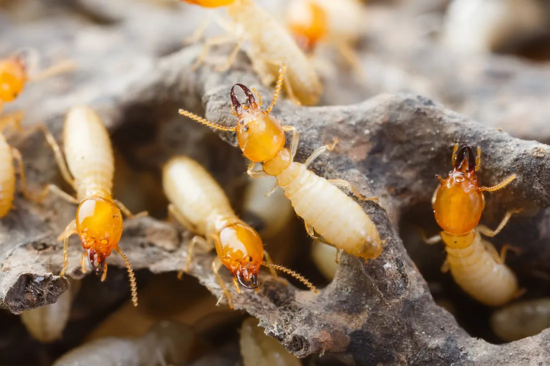 Final Stepp Pest Control — pest control in Magnolia, MONTGOMERY County, TX
