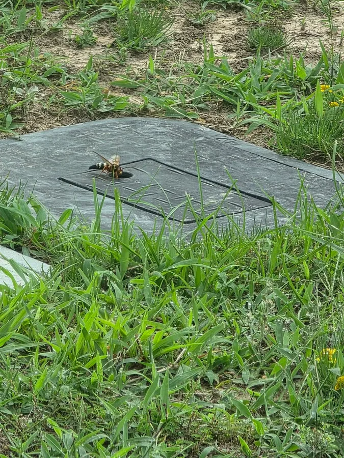 Superior Pest of East Texas in Tyler, TX — business photo 2