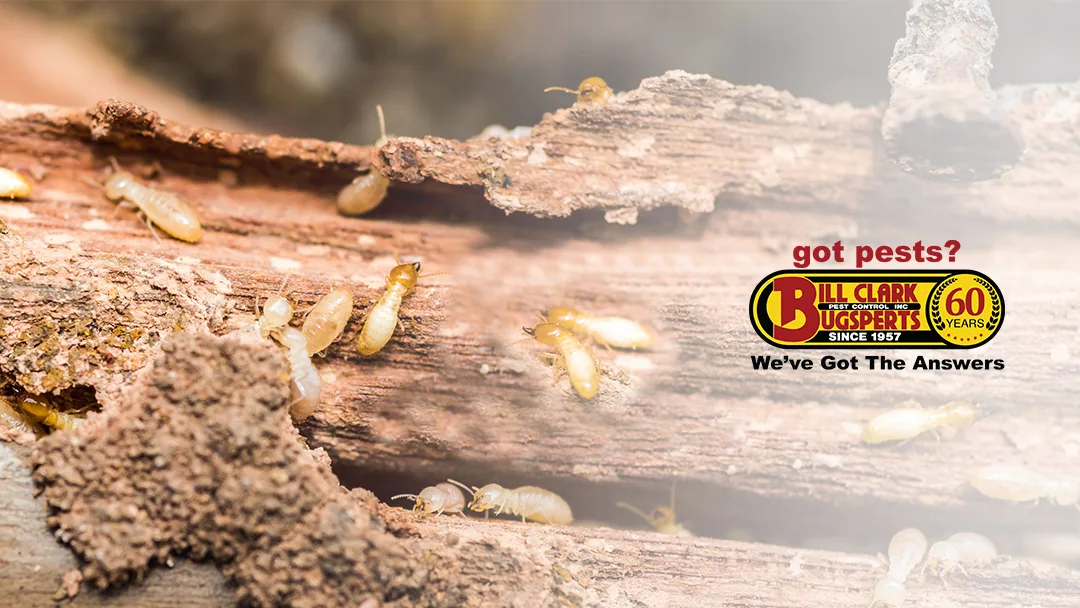 Bill Clark Pest Control in Conroe, TX — business photo 6