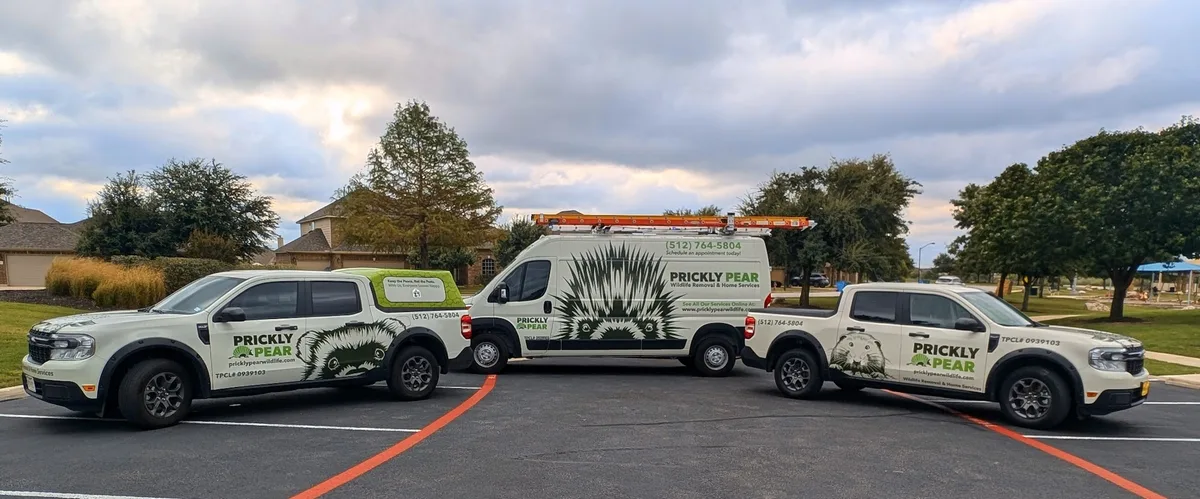 Prickly Pear Wildlife Removal and Home Services — pest control in Austin, TRAVIS County, TX