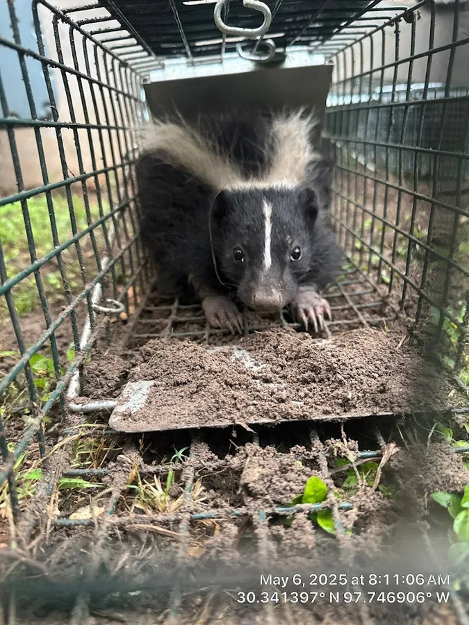 Prickly Pear Wildlife Removal and Home Services in Austin, TX — business photo 5