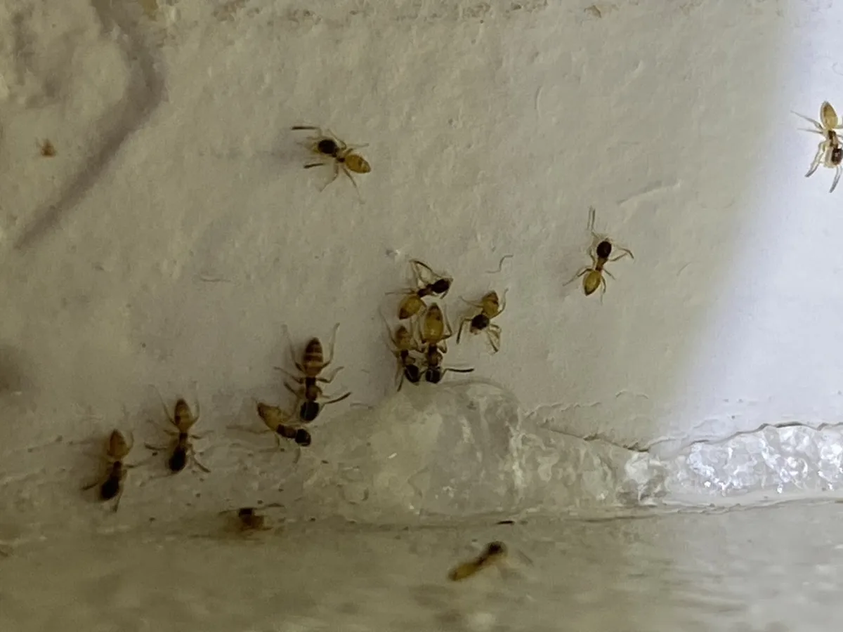 Authority Pest Protection LLC in Bulverde, TX — business photo 3