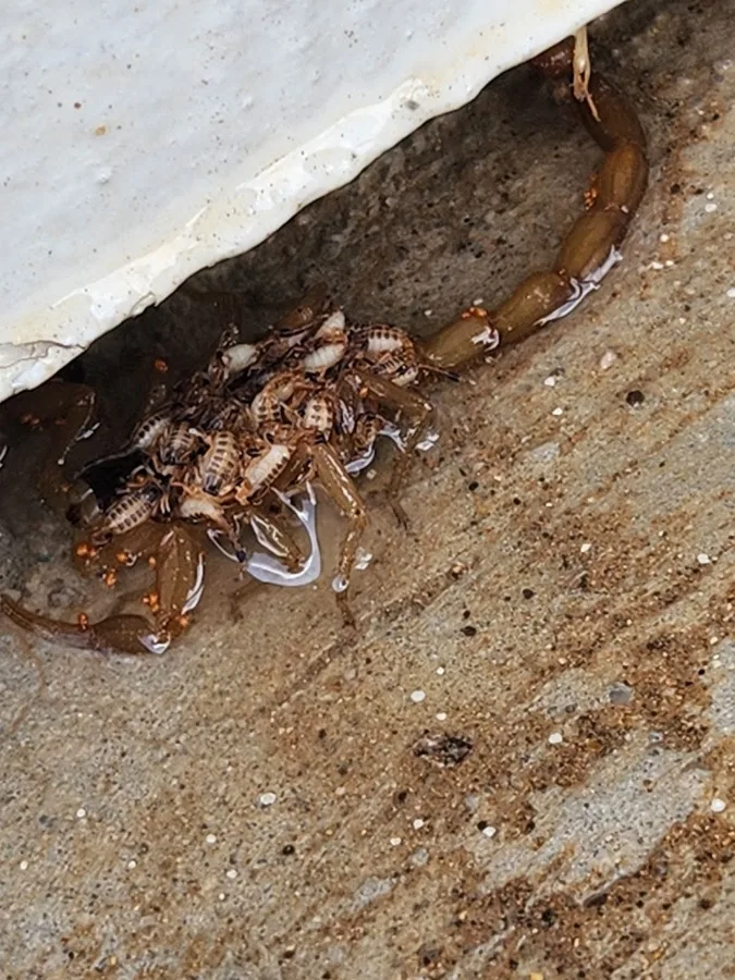 Authority Pest Protection LLC in Bulverde, TX — business photo 4