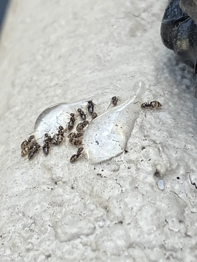Authority Pest Protection LLC in Bulverde, TX — business photo 5
