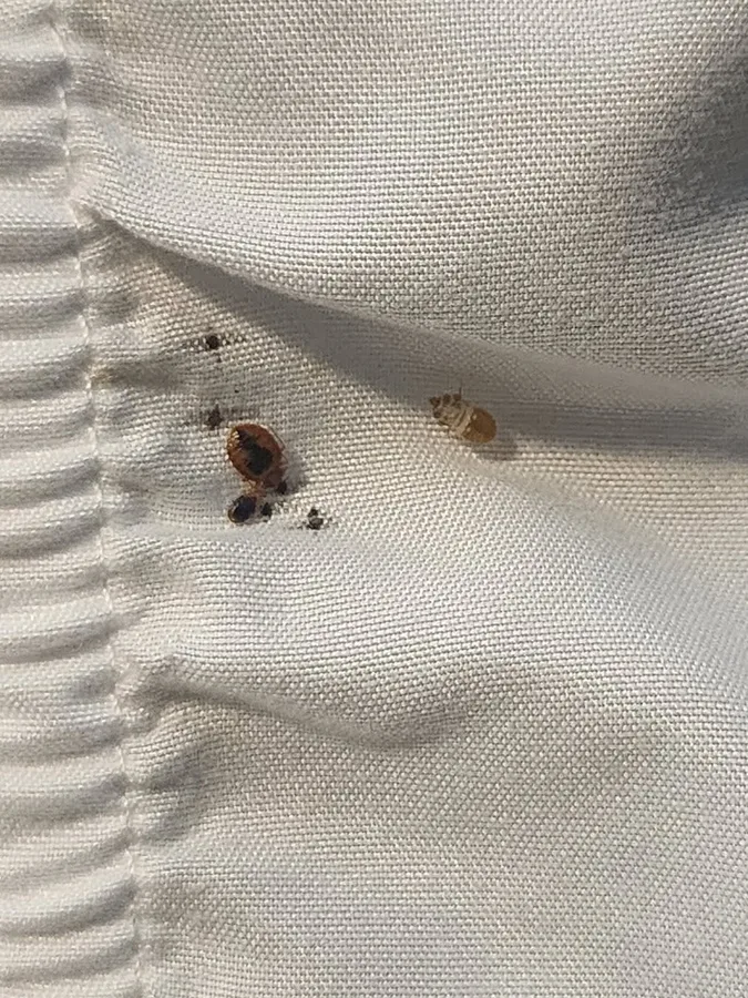 Texas Bed Bug Heat Treatment — pest control in Conroe, MONTGOMERY County, TX