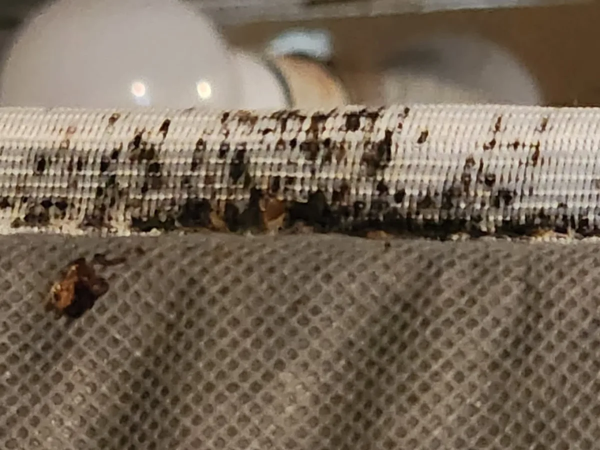 Texas Bed Bug Heat Treatment in Conroe, TX — business photo 3